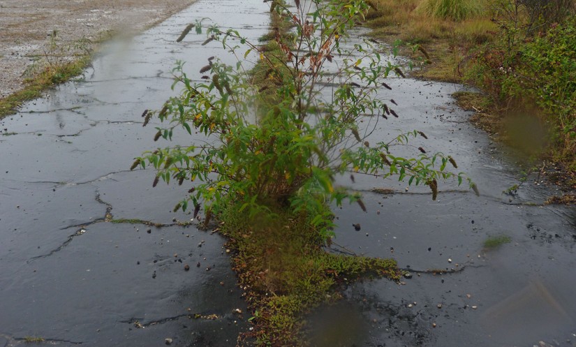Buddleia breaking through concrete, Pegwell Bay Hoverport, 2019