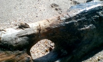 ASherman's image
